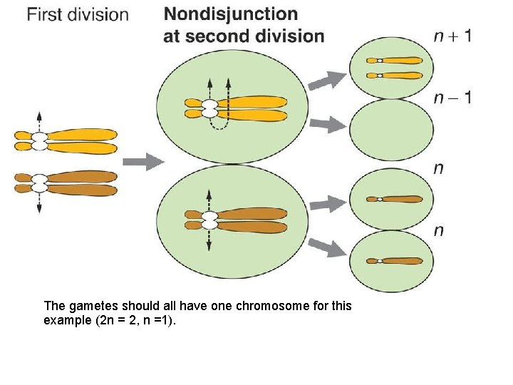 The gametes should all have one chromosome for this example (2 n = 2,