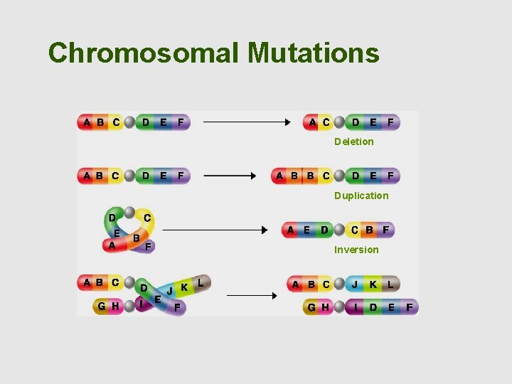 Chromosomal Mutations Deletion Duplication Inversion 