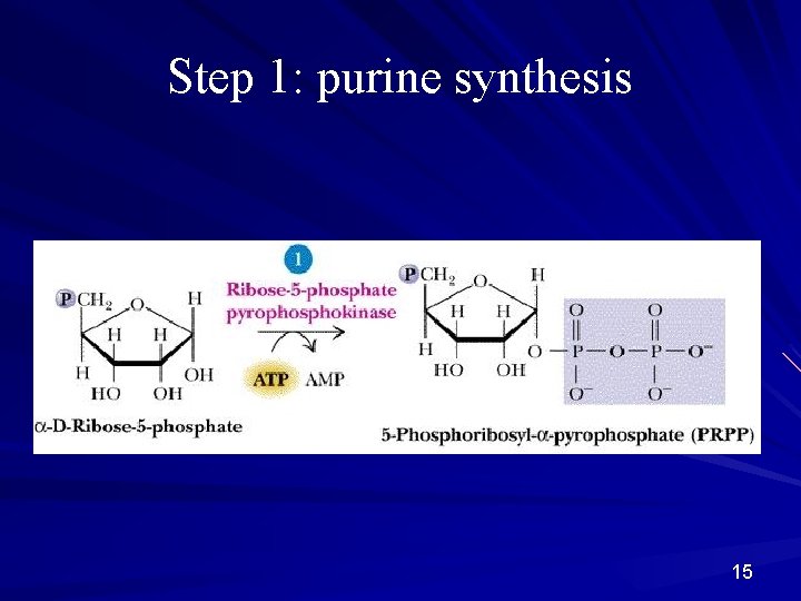 Step 1: purine synthesis 15 