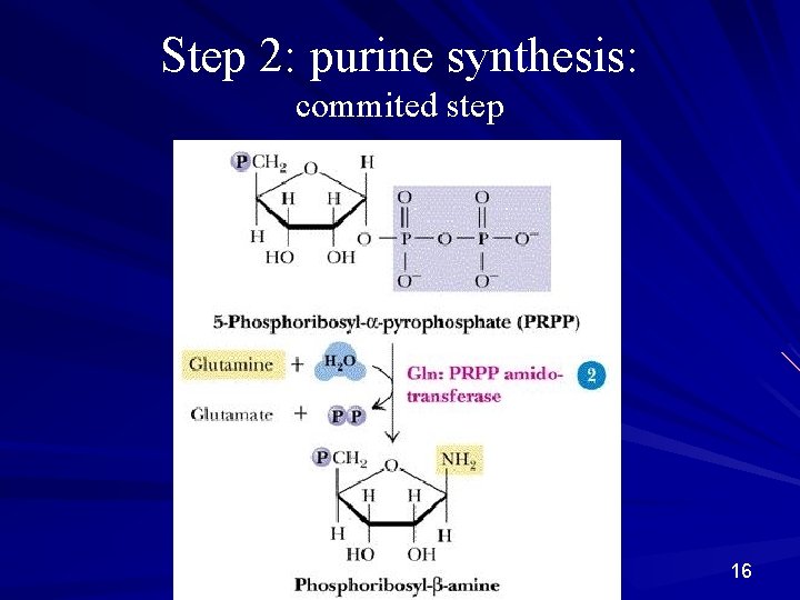 Step 2: purine synthesis: commited step 16 