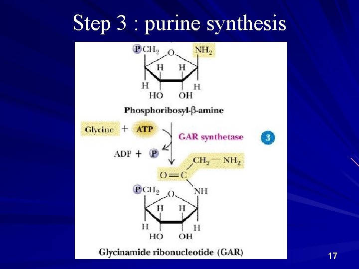 Step 3 : purine synthesis 17 