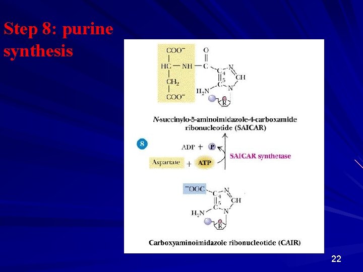 Step 8: purine synthesis 22 