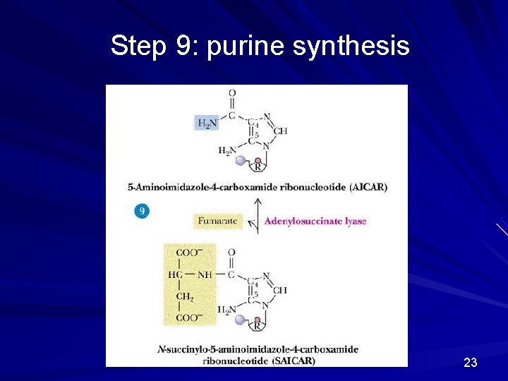 Step 9: purine synthesis 23 