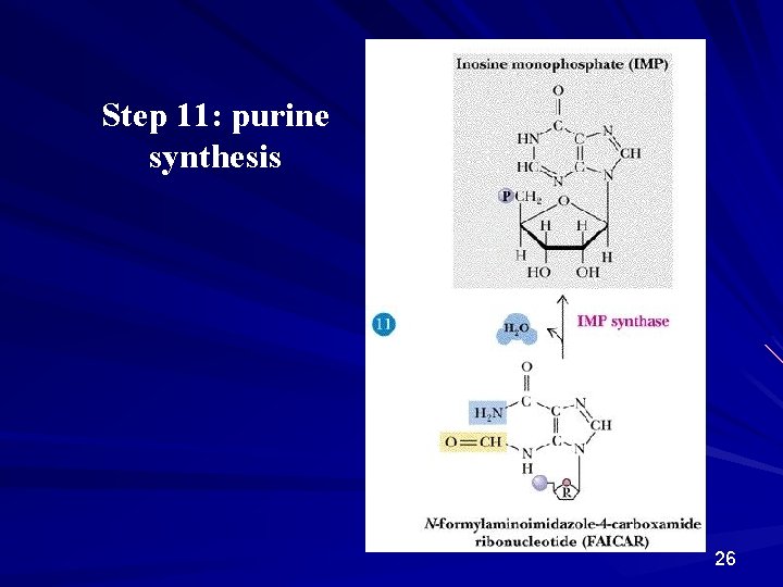 Step 11: purine synthesis 26 
