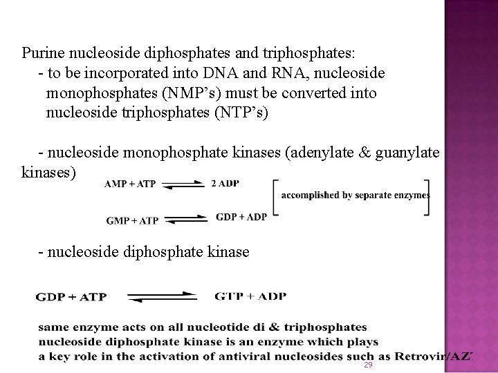 Purine nucleoside diphosphates and triphosphates: - to be incorporated into DNA and RNA, nucleoside