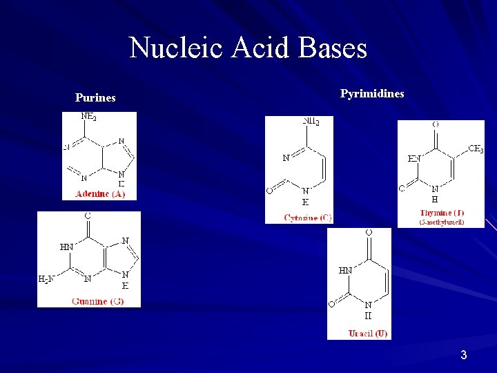 Nucleic Acid Bases Purines Pyrimidines 3 