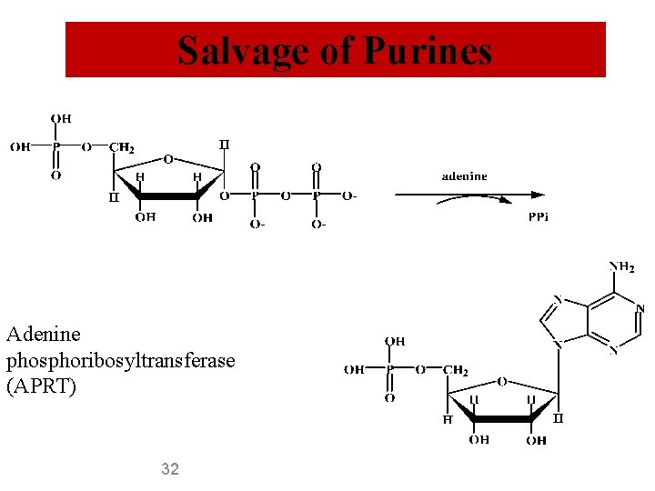 Salvage of Purines Adenine phosphoribosyltransferase (APRT) 32 