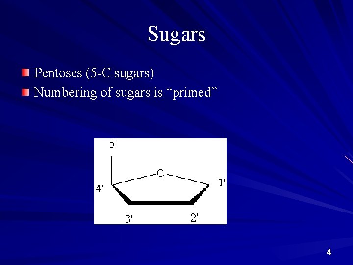 Sugars Pentoses (5 -C sugars) Numbering of sugars is “primed” 4 