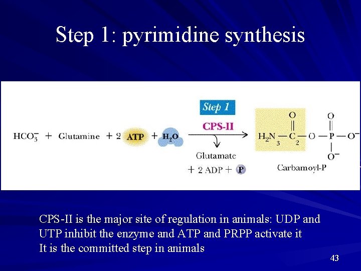 Step 1: pyrimidine synthesis CPS-II is the major site of regulation in animals: UDP