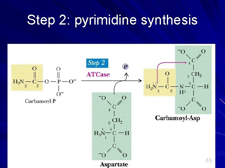 Step 2: pyrimidine synthesis 45 