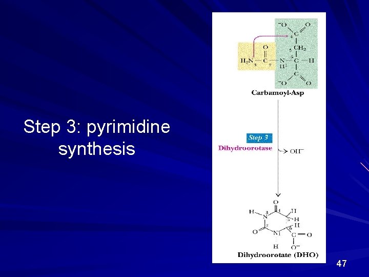 Step 3: pyrimidine synthesis 47 