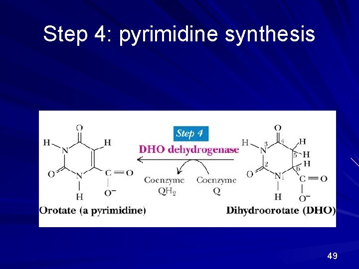 Step 4: pyrimidine synthesis 49 