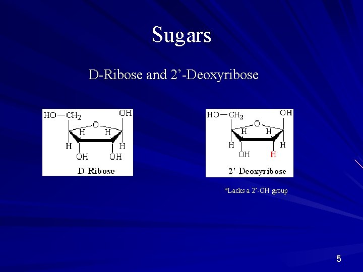 Sugars D-Ribose and 2’-Deoxyribose *Lacks a 2’-OH group 5 