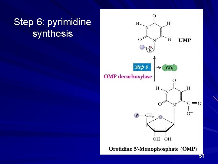 Step 6: pyrimidine synthesis 51 