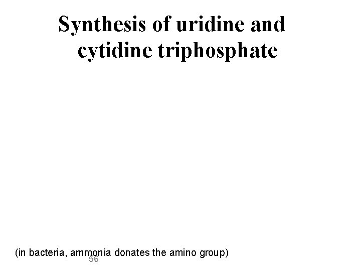 Synthesis of uridine and cytidine triphosphate (in bacteria, ammonia donates the amino group) 56