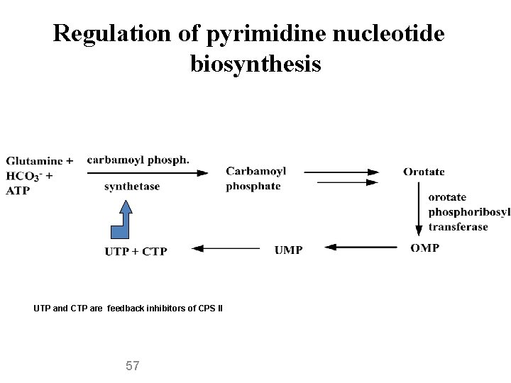 Regulation of pyrimidine nucleotide biosynthesis UTP and CTP are feedback inhibitors of CPS II