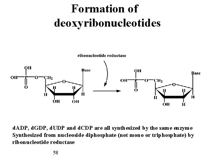 Formation of deoxyribonucleotides d. ADP, d. GDP, d. UDP and d. CDP are all