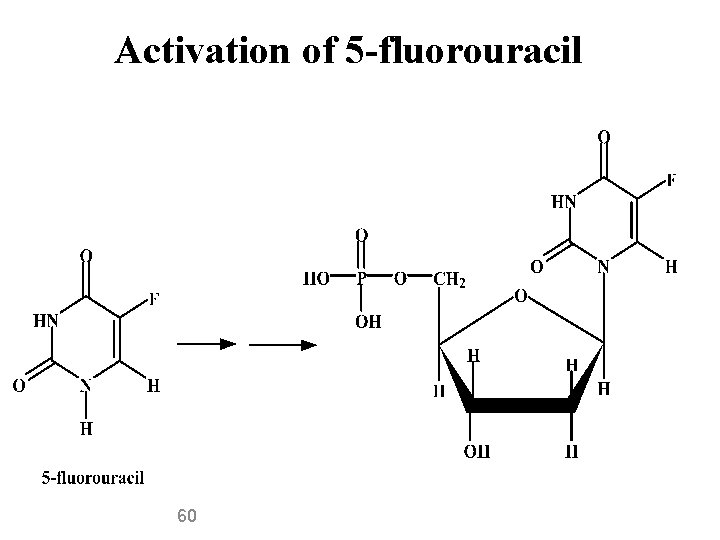 Activation of 5 -fluorouracil 60 