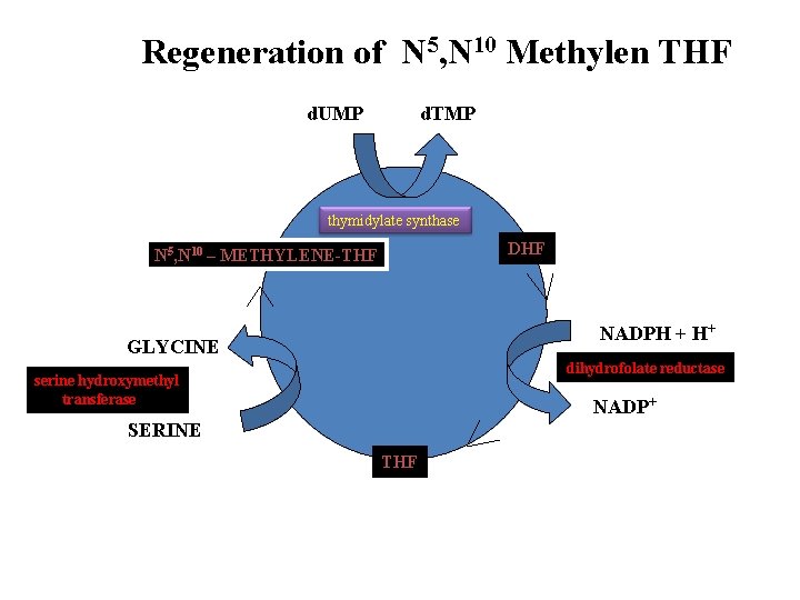 Regeneration of N 5, N 10 Methylen THF d. UMP d. TMP thymidylate synthase