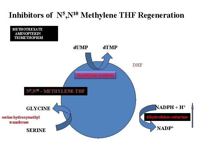 Inhibitors of N 5, N 10 Methylene THF Regeneration METHOTREXATE AMINOPTERIN TRIMETHOPRIM d. UMP