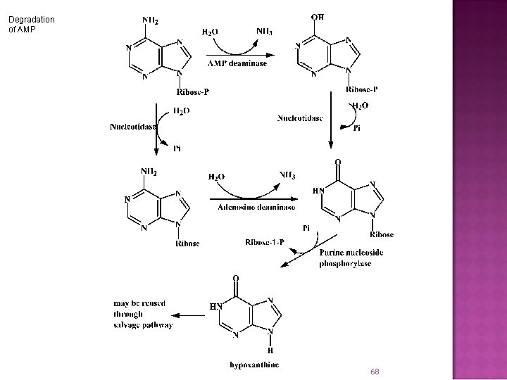 Degradation of AMP 68 