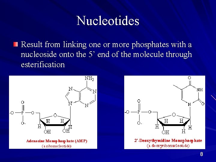 Nucleotides Result from linking one or more phosphates with a nucleoside onto the 5’