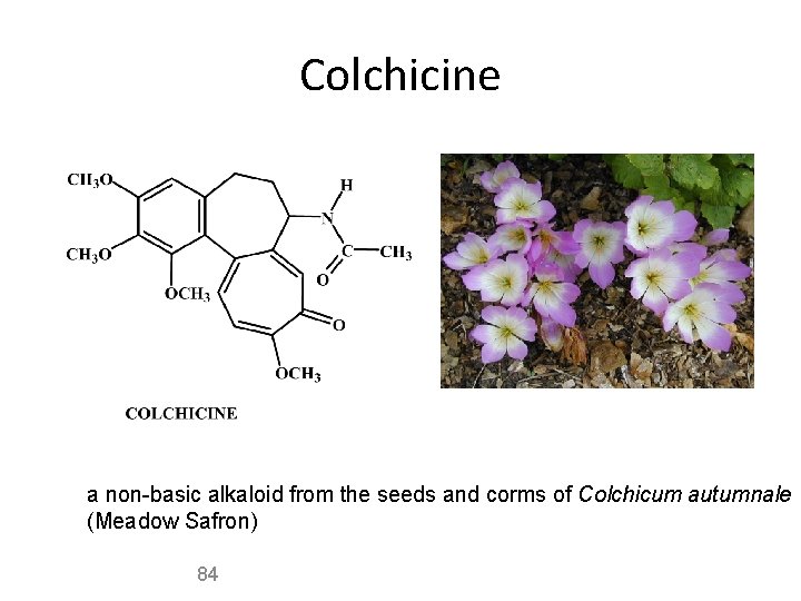 Colchicine a non-basic alkaloid from the seeds and corms of Colchicum autumnale (Meadow Safron)