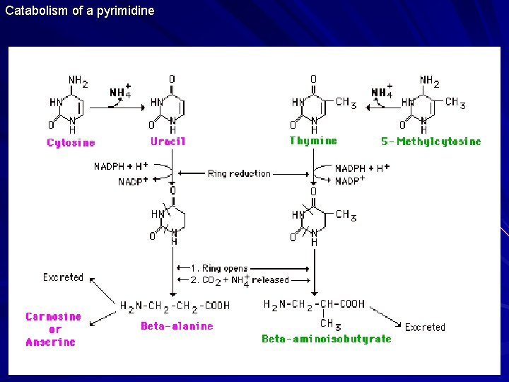 Catabolism of a pyrimidine 90 