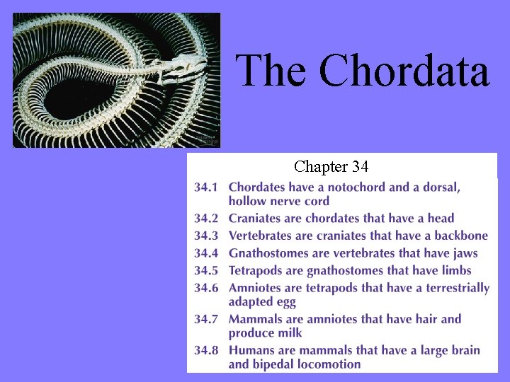 The Chordata Chapter 34 