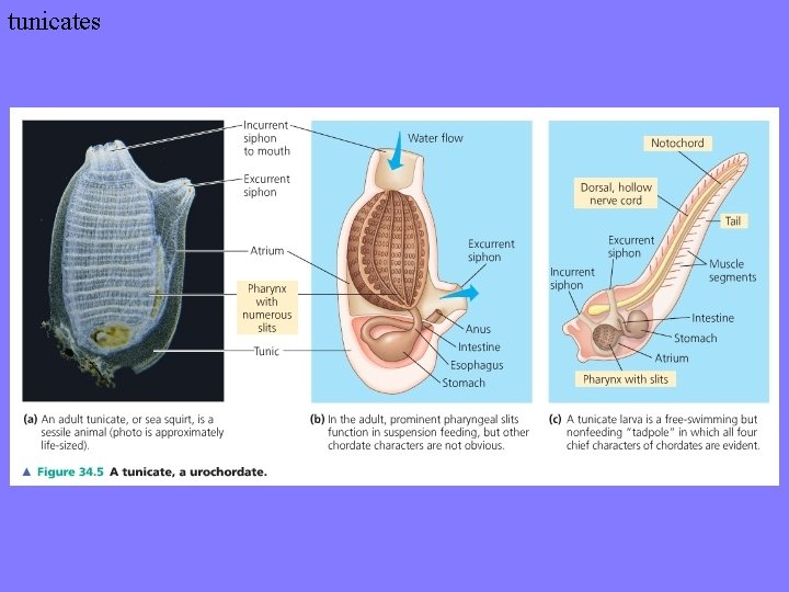 tunicates 