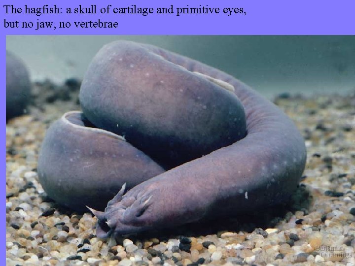 The hagfish: a skull of cartilage and primitive eyes, but no jaw, no vertebrae