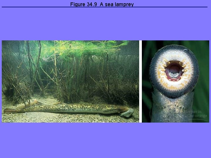 Figure 34. 9 A sea lamprey 