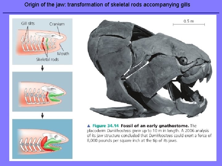 Origin of the jaw: transformation of skeletal rods accompanying gills 