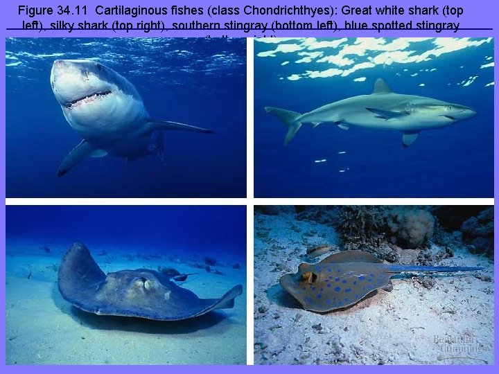 Figure 34. 11 Cartilaginous fishes (class Chondrichthyes): Great white shark (top left), silky shark