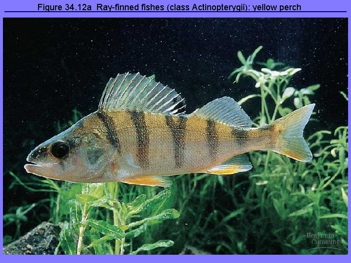 Figure 34. 12 a Ray-finned fishes (class Actinopterygii): yellow perch 