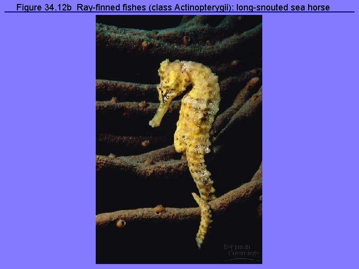 Figure 34. 12 b Ray-finned fishes (class Actinopterygii): long-snouted sea horse 