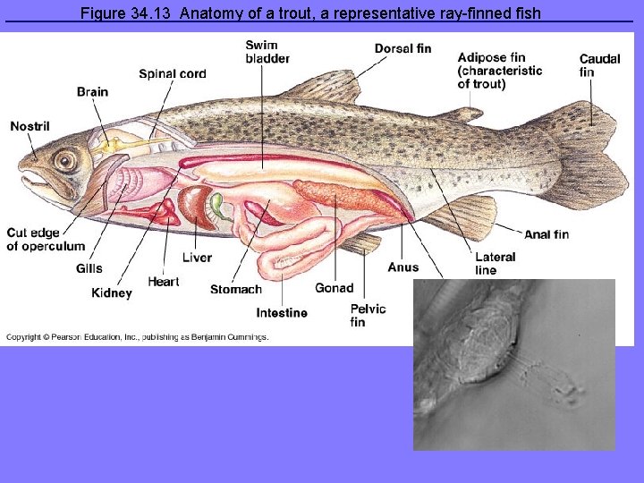 Figure 34. 13 Anatomy of a trout, a representative ray-finned fish 