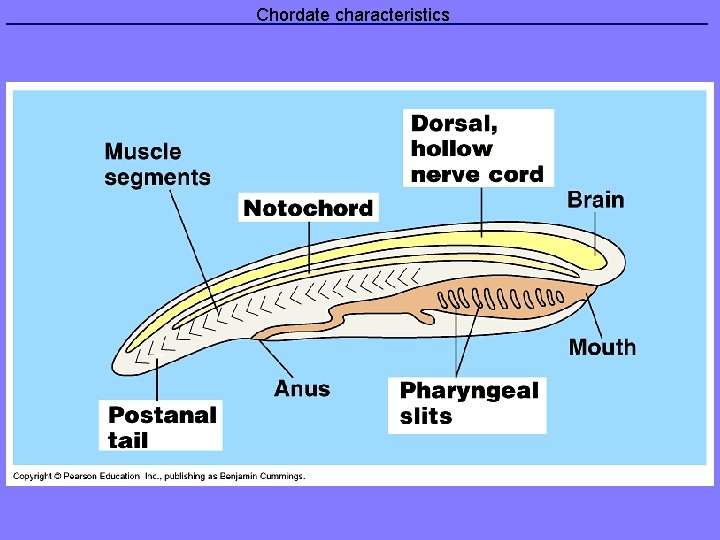 Chordate characteristics 