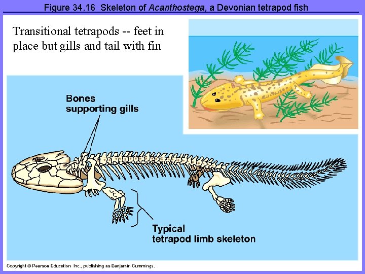 Figure 34. 16 Skeleton of Acanthostega, a Devonian tetrapod fish Transitional tetrapods -- feet