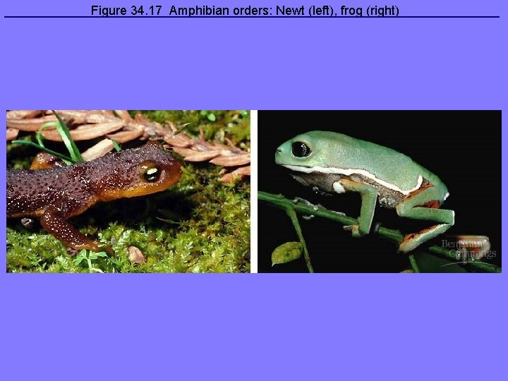 Figure 34. 17 Amphibian orders: Newt (left), frog (right) 