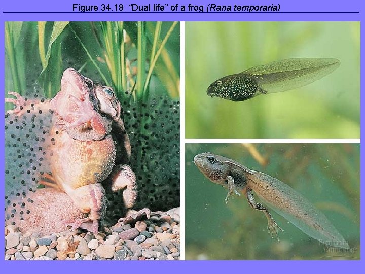 Figure 34. 18 “Dual life” of a frog (Rana temporaria) 