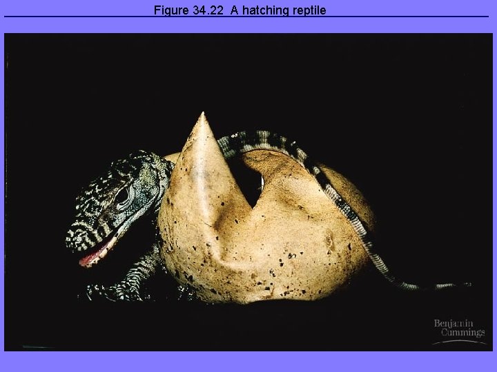 Figure 34. 22 A hatching reptile 