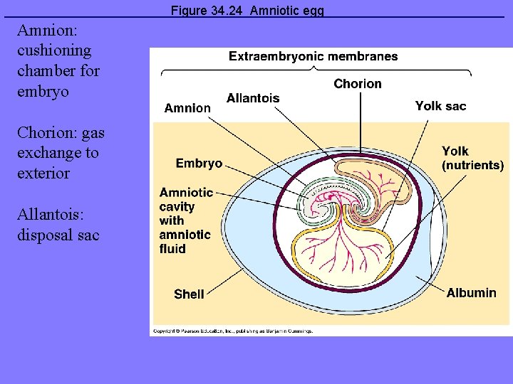 Figure 34. 24 Amniotic egg Amnion: cushioning chamber for embryo Chorion: gas exchange to