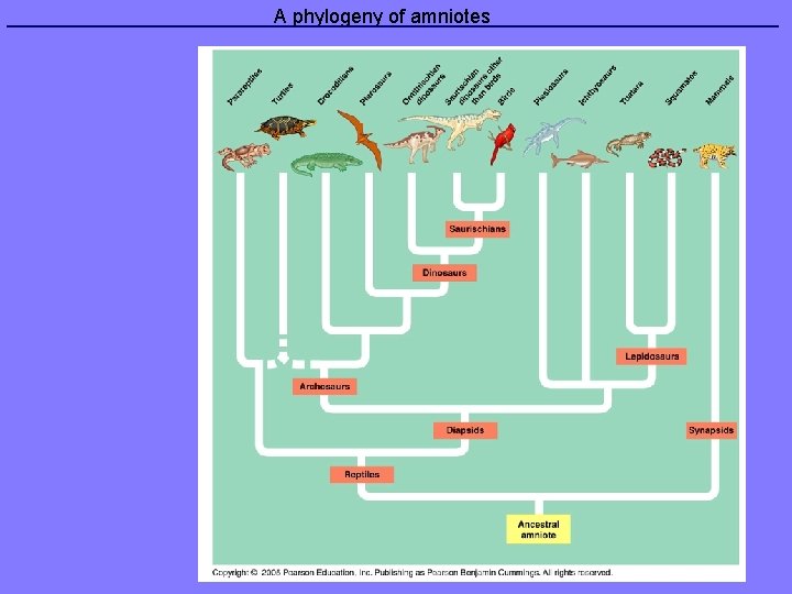 A phylogeny of amniotes 