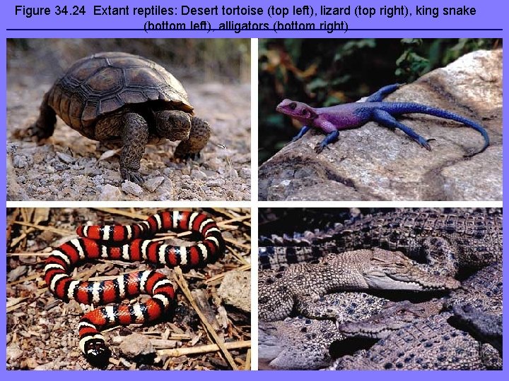 Figure 34. 24 Extant reptiles: Desert tortoise (top left), lizard (top right), king snake