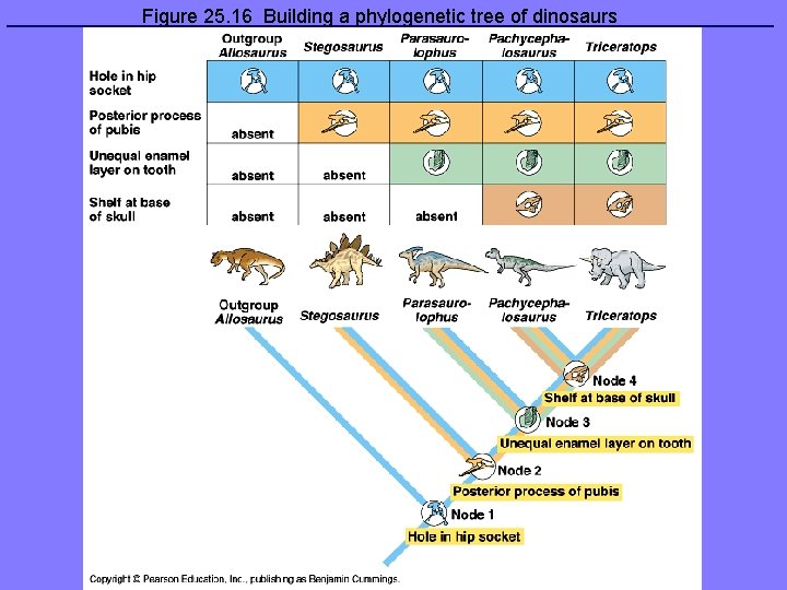 Figure 25. 16 Building a phylogenetic tree of dinosaurs 