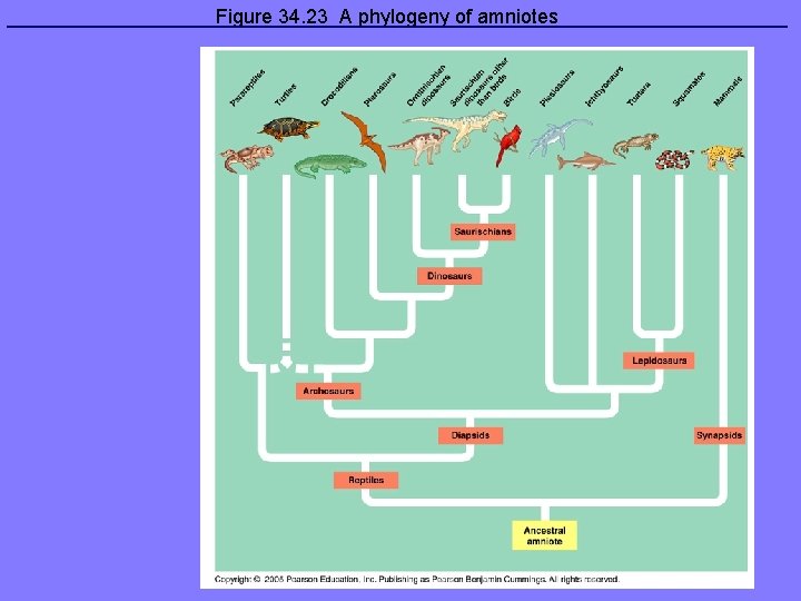 Figure 34. 23 A phylogeny of amniotes 