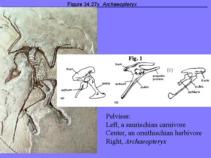 Figure 34. 27 x Archaeopteryx Pelvises: Left, a saurischian carnivore Center, an ornithischian herbivore