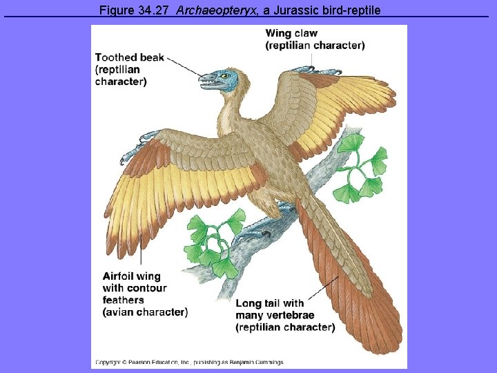 Figure 34. 27 Archaeopteryx, a Jurassic bird-reptile 