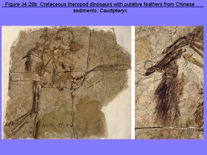 Figure 34. 28 b Cretaceous theropod dinosaurs with putative feathers from Chinese sediments: Caudipteryx